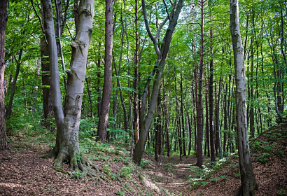 Fototapeta Na potulkách lesom 1462